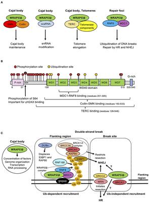 The Cajal Body Protein <mark class="highlighted">WRAP53β</mark> Prepares the Scene for Repair of DNA Double-Strand Breaks by Regulating Local Ubiquitination